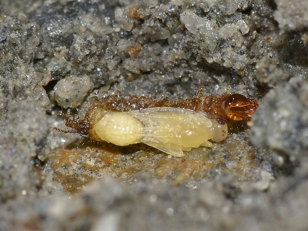 Larva parassitata da Imenottero o Dittero?